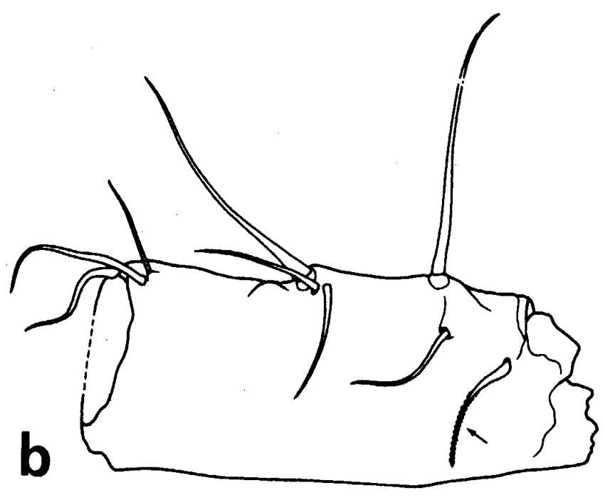 Species Euchirella latirostris - Plate 3 of morphological figures