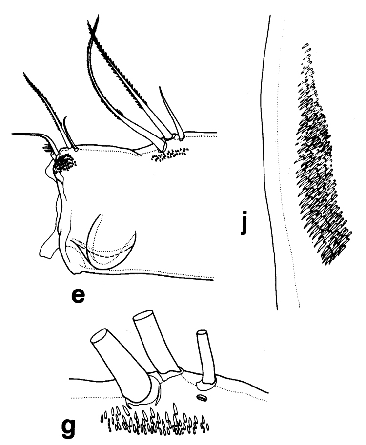 Espce Euchirella curticauda - Planche 8 de figures morphologiques