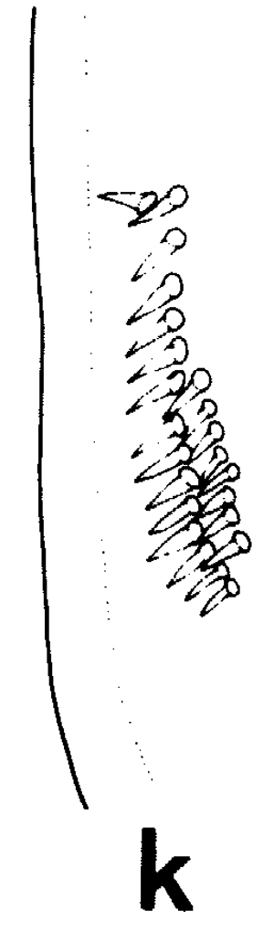 Espce Euchirella rostrata - Planche 10 de figures morphologiques