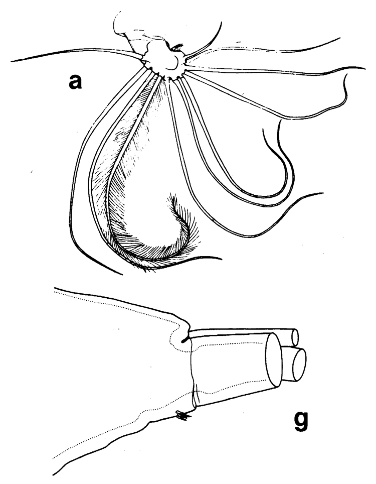 Espce Euchirella formosa - Planche 6 de figures morphologiques