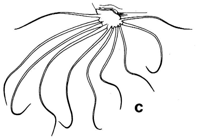 Espèce Euchirella bella - Planche 7 de figures morphologiques
