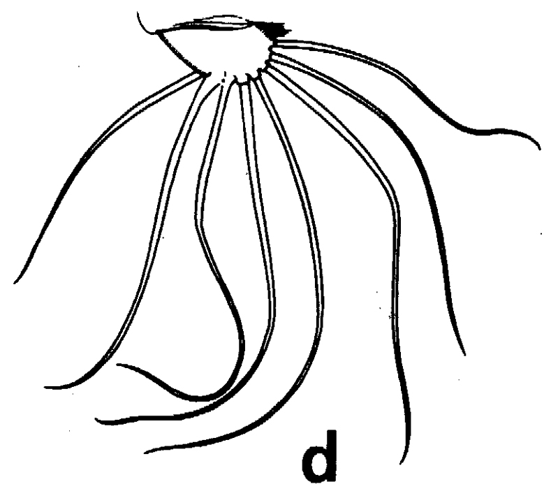 Species Euchirella amoena - Plate 6 of morphological figures