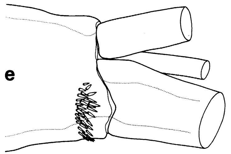 Species Pseudochirella obesa - Plate 5 of morphological figures