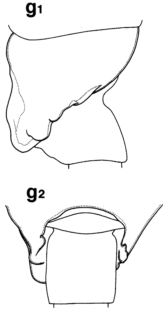 Espèce Batheuchaeta lamellata - Planche 5 de figures morphologiques