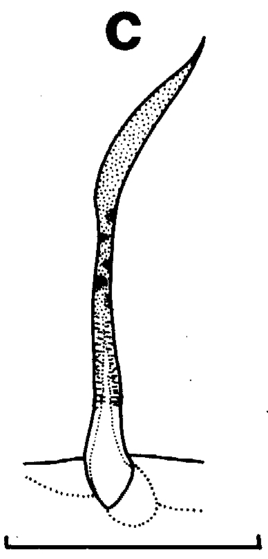 Species Euchirella rostrata - Plate 12 of morphological figures