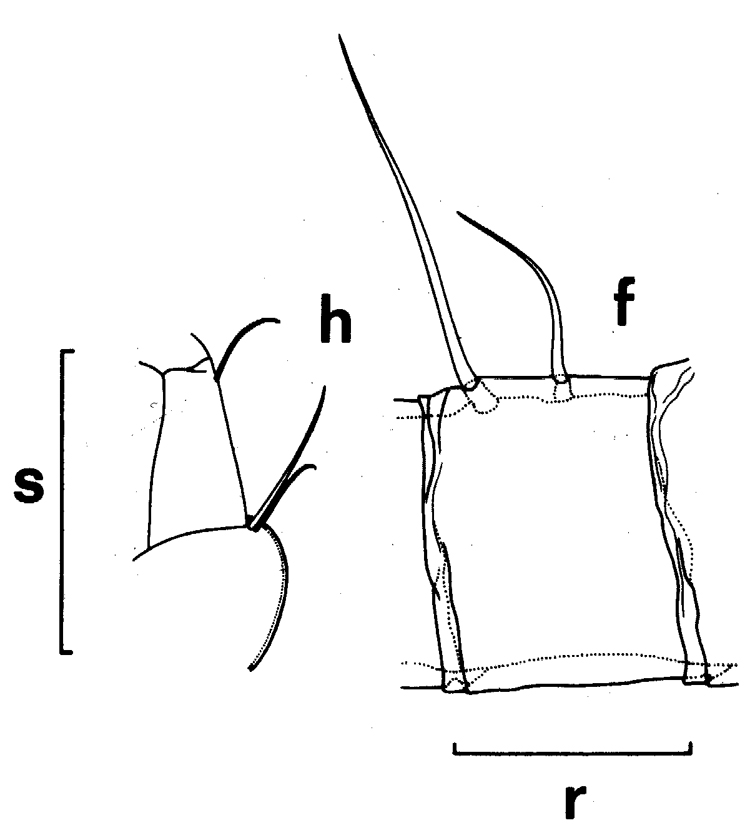 Espce Euchirella rostrata - Planche 13 de figures morphologiques
