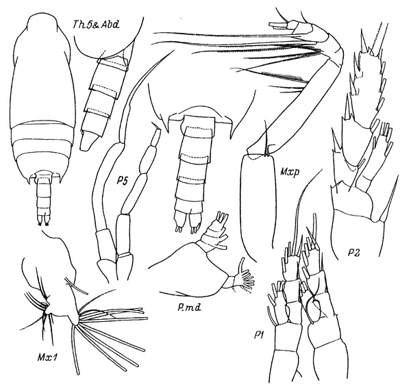 Espce Chiridius gracilis - Planche 3 de figures morphologiques