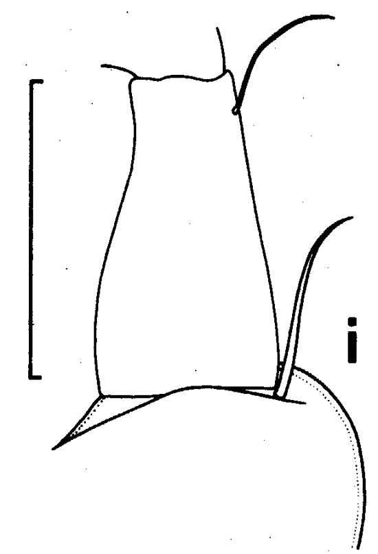 Espce Euchirella unispina - Planche 3 de figures morphologiques