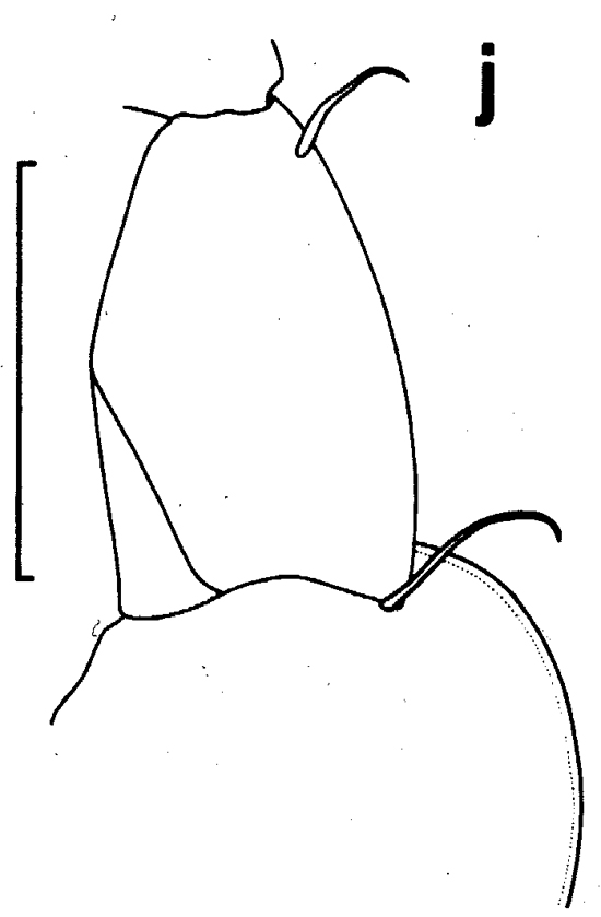 Espèce Euchirella galeatea - Planche 4 de figures morphologiques