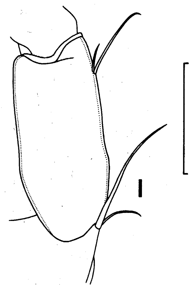 Species Undeuchaeta incisa - Plate 15 of morphological figures