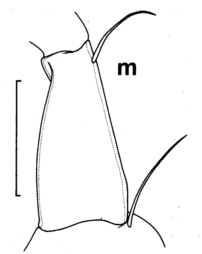 Species Euchirella truncata - Plate 10 of morphological figures