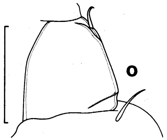 Espèce Euchirella bella - Planche 8 de figures morphologiques