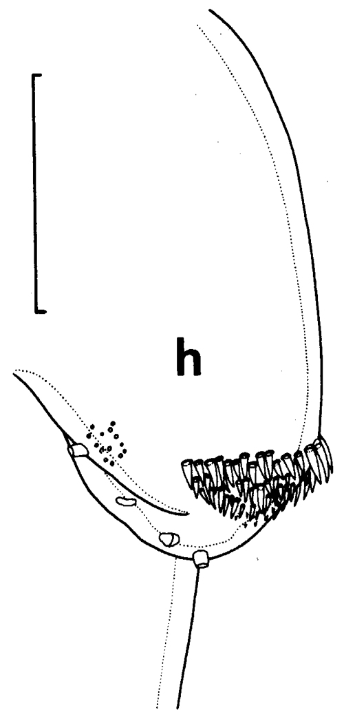 Espce Euchirella maxima - Planche 14 de figures morphologiques