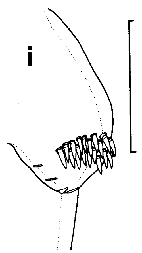 Species Euchirella pseudotruncata - Plate 5 of morphological figures