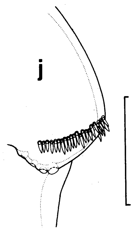 Espce Euchirella similis - Planche 8 de figures morphologiques