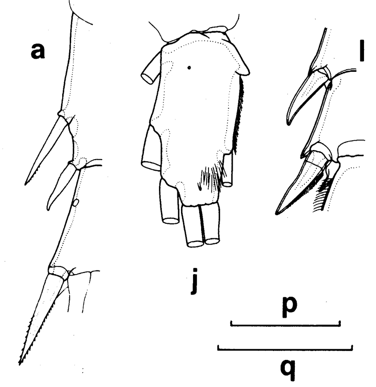 Species Euchirella speciosa - Plate 3 of morphological figures