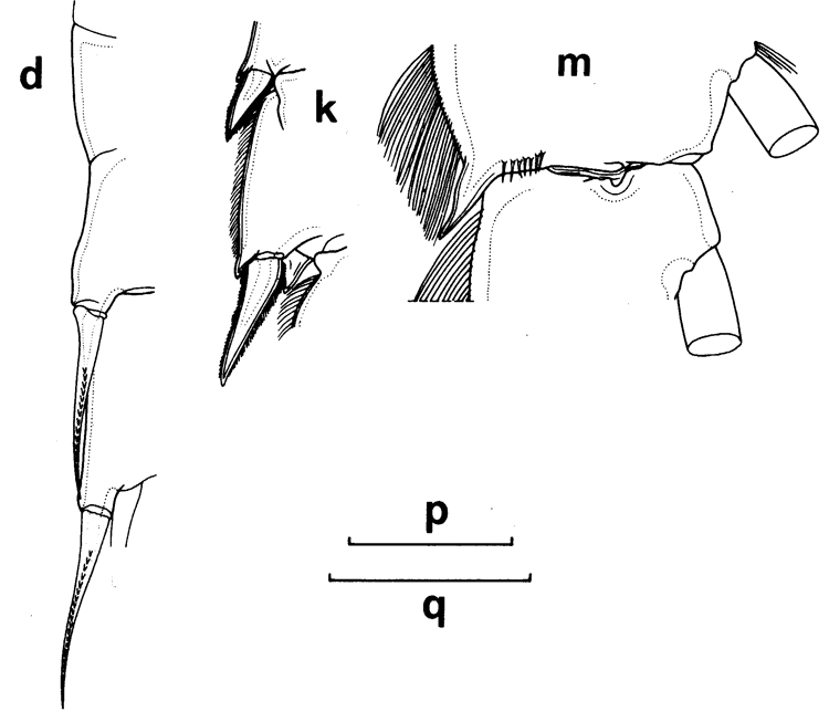 Species Undeuchaeta incisa - Plate 16 of morphological figures