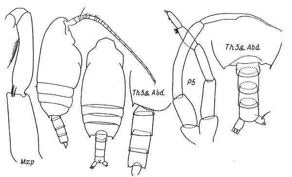 Species Chiridius molestus - Plate 2 of morphological figures