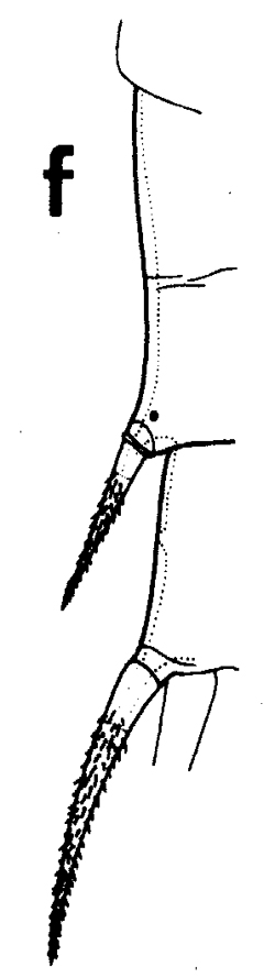 Species Gaetanus miles - Plate 7 of morphological figures