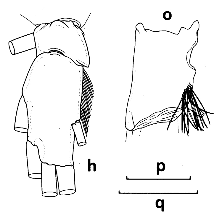 Species Chirundinella magna - Plate 11 of morphological figures