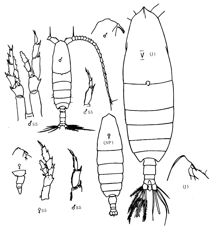 Species Neocalanus cristatus - Plate 2 of morphological figures