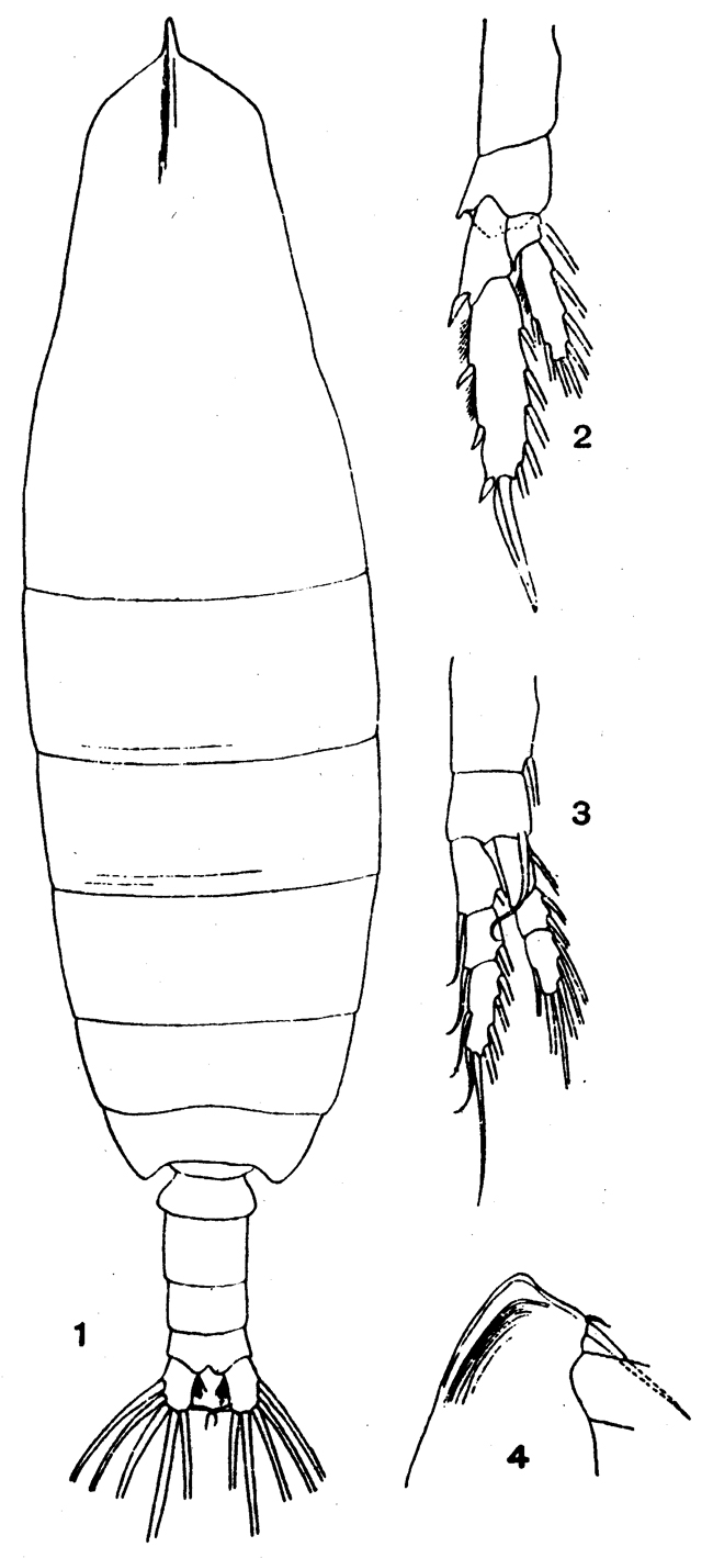 Species Neocalanus cristatus - Plate 3 of morphological figures