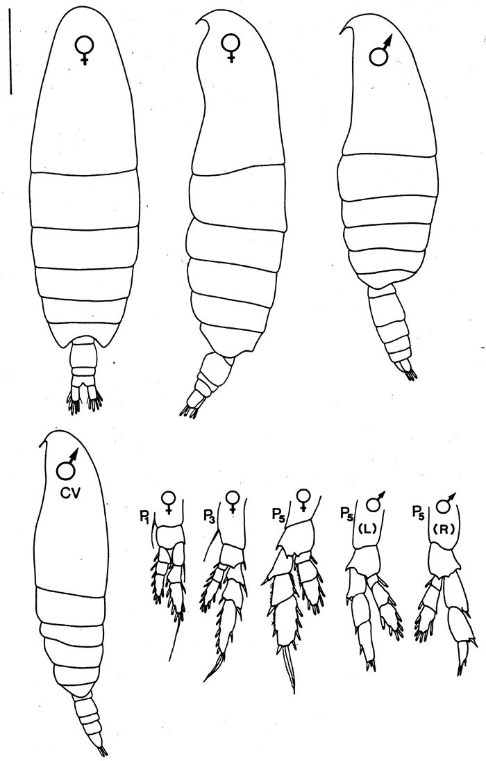 Species Neocalanus plumchrus - Plate 5 of morphological figures