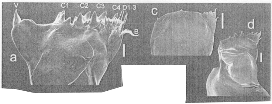 Espce Calanoides acutus - Planche 11 de figures morphologiques