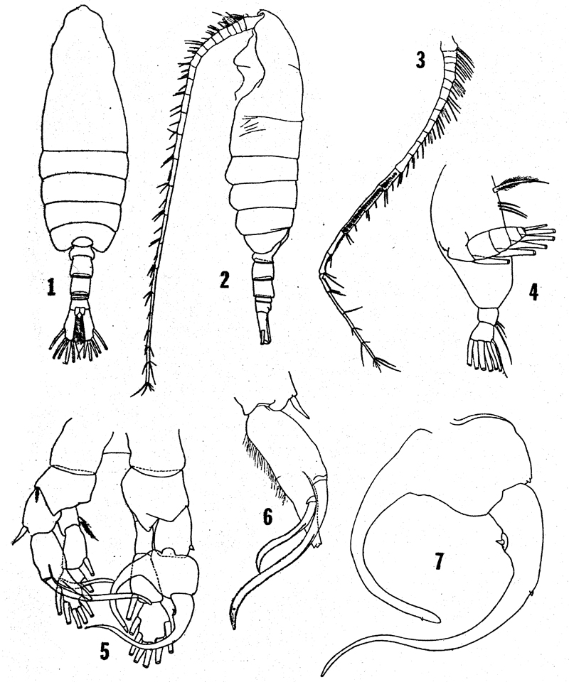 Species Centropages caribbeanensis - Plate 2 of morphological figures
