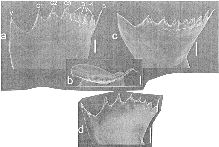 Espce Metridia gerlachei - Planche 6 de figures morphologiques