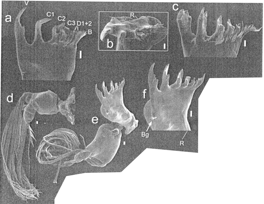 Species Paraeuchaeta antarctica - Plate 8 of morphological figures