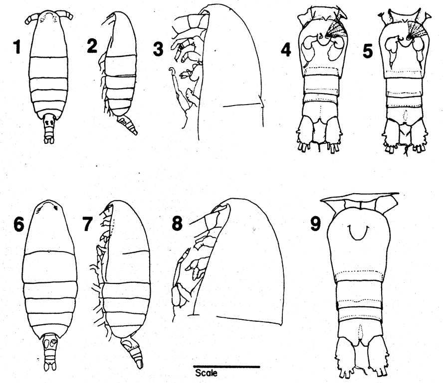 Species Neocalanus flemingeri - Plate 1 of morphological figures