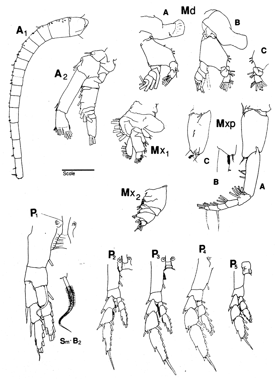 Espce Neocalanus flemingeri - Planche 2 de figures morphologiques