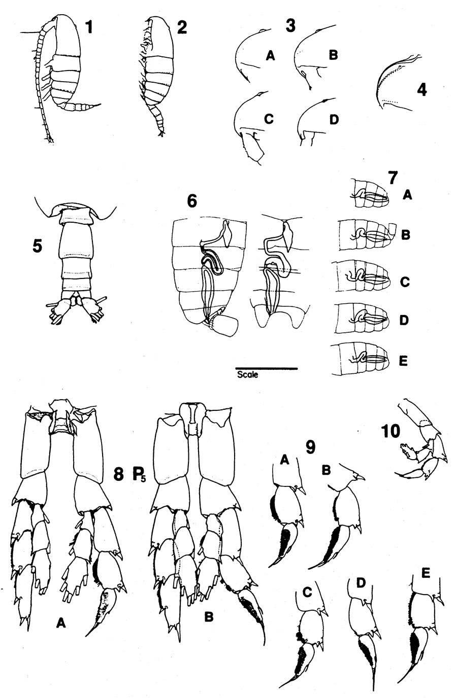 Species Neocalanus flemingeri - Plate 6 of morphological figures