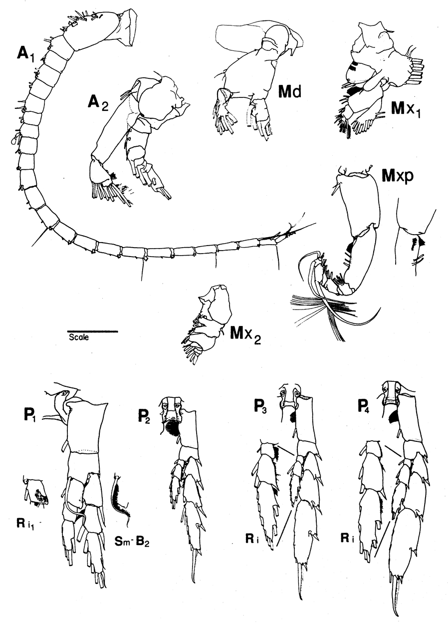 Species Neocalanus flemingeri - Plate 7 of morphological figures