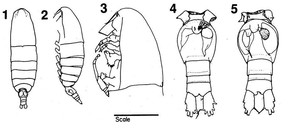 Species Neocalanus plumchrus - Plate 6 of morphological figures