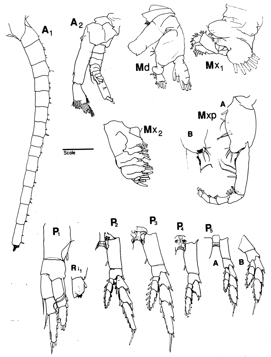 Species Neocalanus plumchrus - Plate 7 of morphological figures