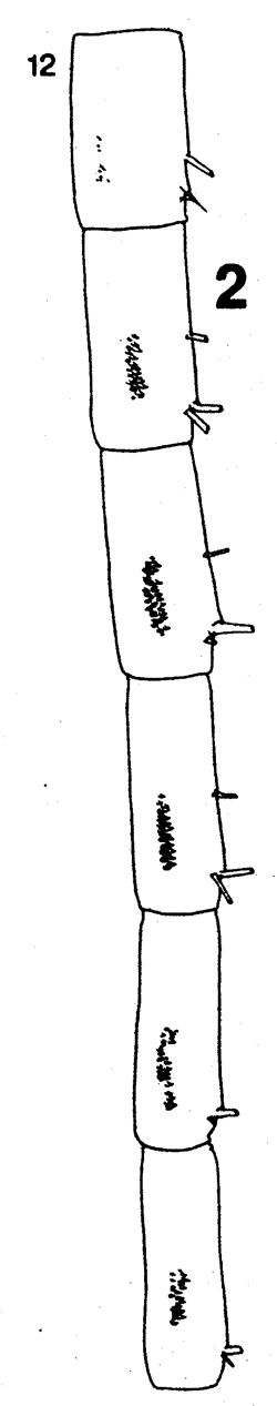 Espce Neocalanus plumchrus - Planche 8 de figures morphologiques