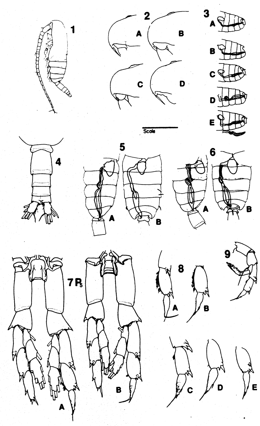 Species Neocalanus plumchrus - Plate 11 of morphological figures