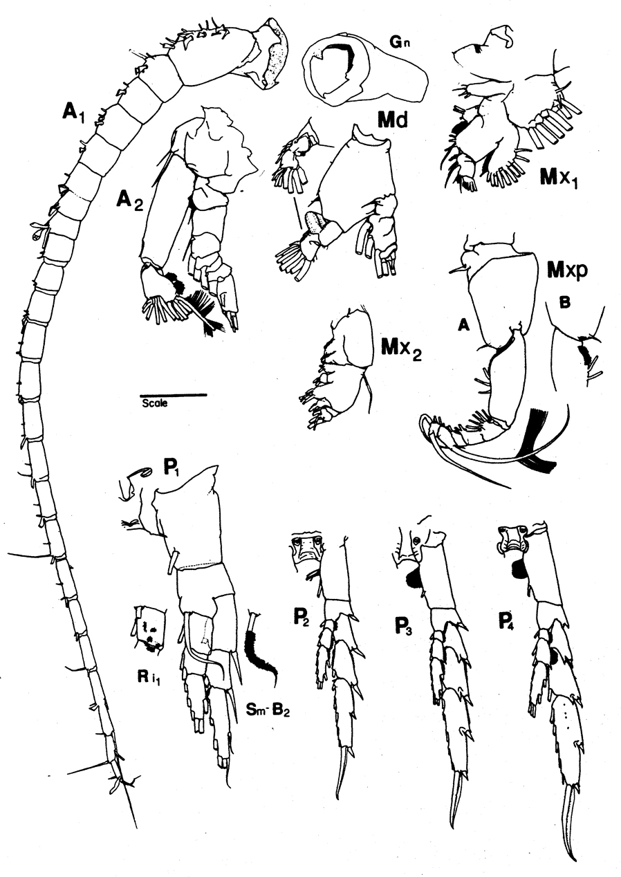 Species Neocalanus plumchrus - Plate 12 of morphological figures