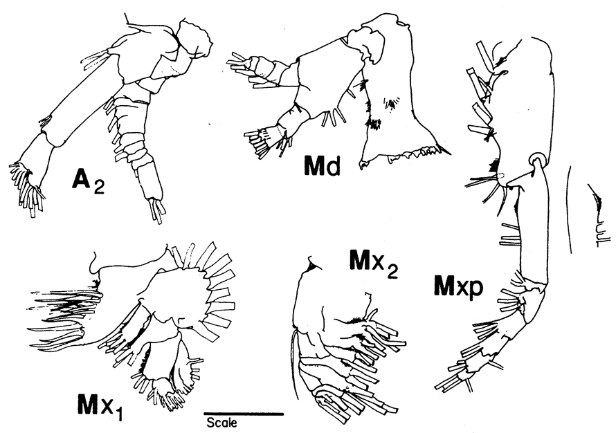 Species Neocalanus flemingeri - Plate 9 of morphological figures