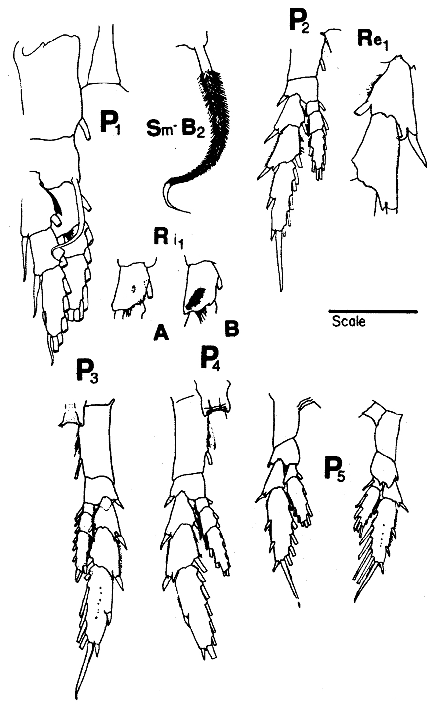 Species Neocalanus flemingeri - Plate 11 of morphological figures
