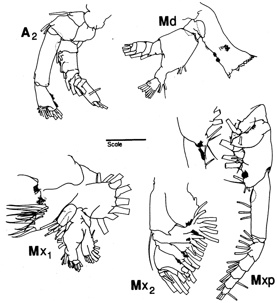 Species Neocalanus plumchrus - Plate 15 of morphological figures