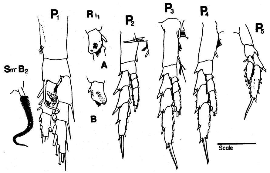 Species Neocalanus plumchrus - Plate 16 of morphological figures