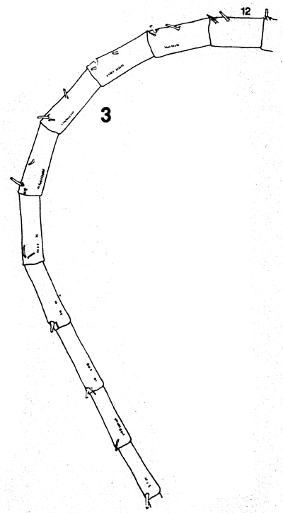 Species Neocalanus flemingeri - Plate 10 of morphological figures