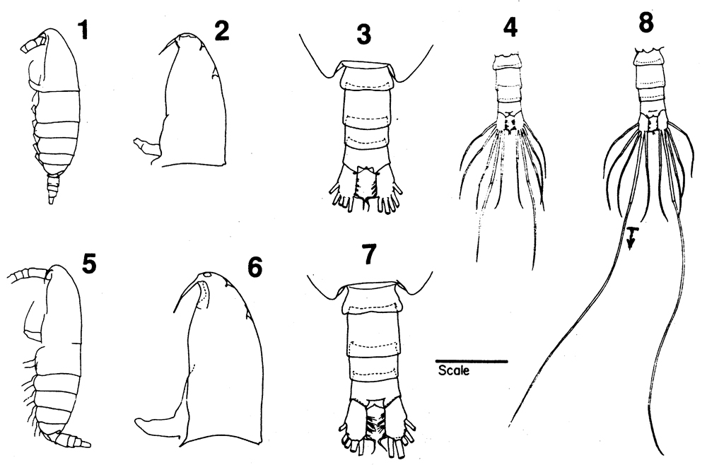 Species Neocalanus flemingeri - Plate 15 of morphological figures