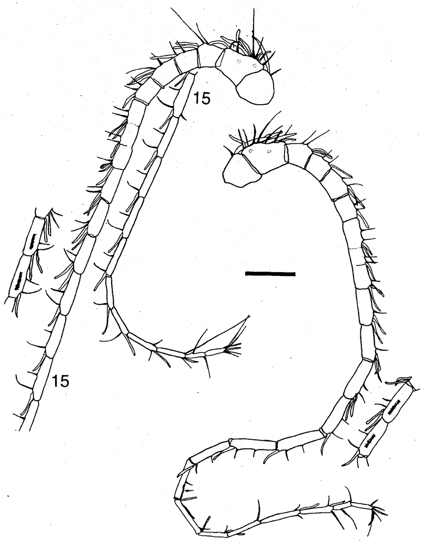 Species Megacalanus princeps - Plate 5 of morphological figures