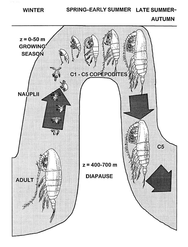 Species Neocalanus plumchrus - Plate 21 of morphological figures