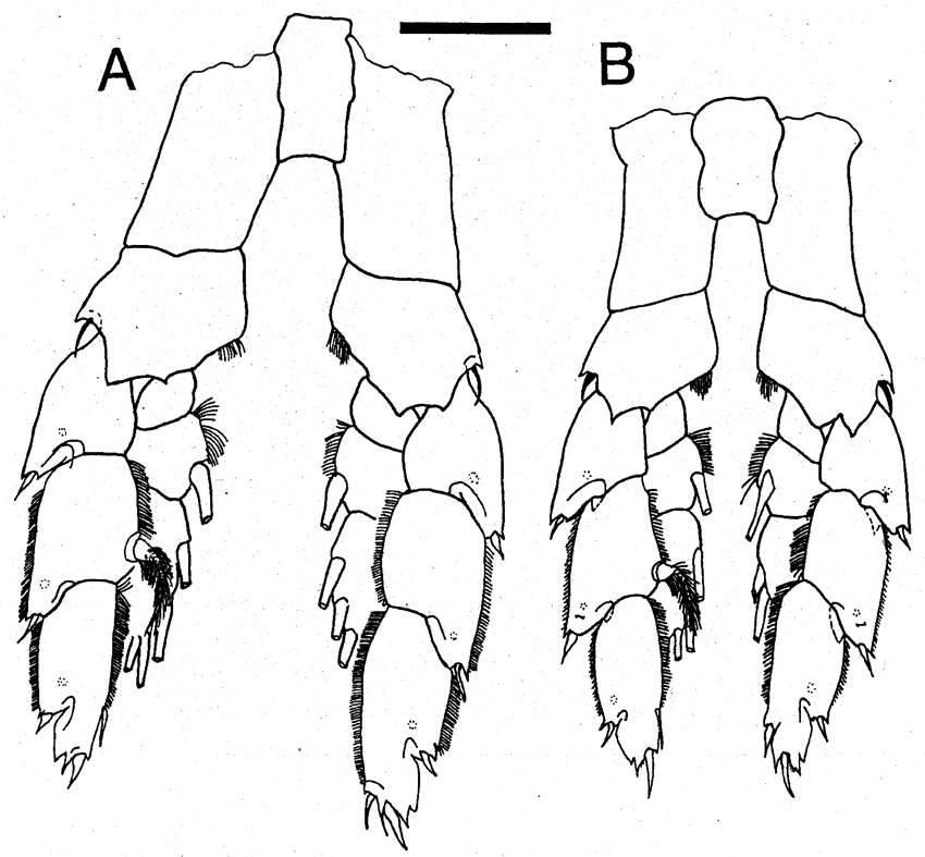 Species Megacalanus princeps - Plate 6 of morphological figures