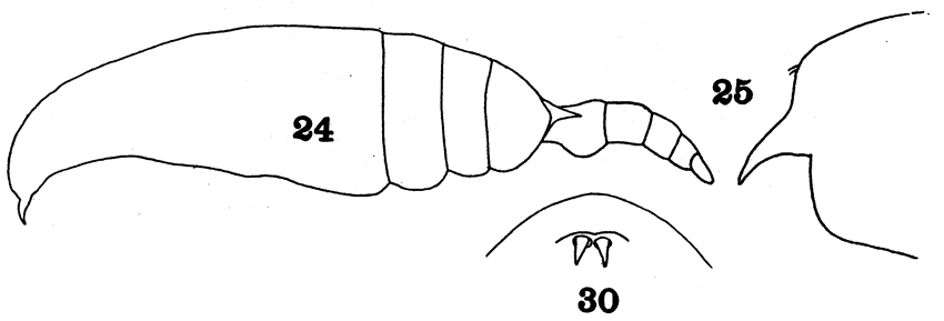 Species Aetideopsis multiserrata - Plate 9 of morphological figures